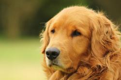 爱游戏官方入口-年度焦点之战之夜，伦纳德让比赛提前失去悬念