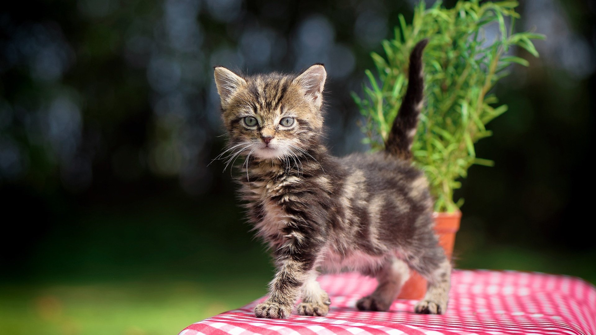 奥运周期关键战启示录,马刺一波流战术如何预演顶级竞技的胜负密码