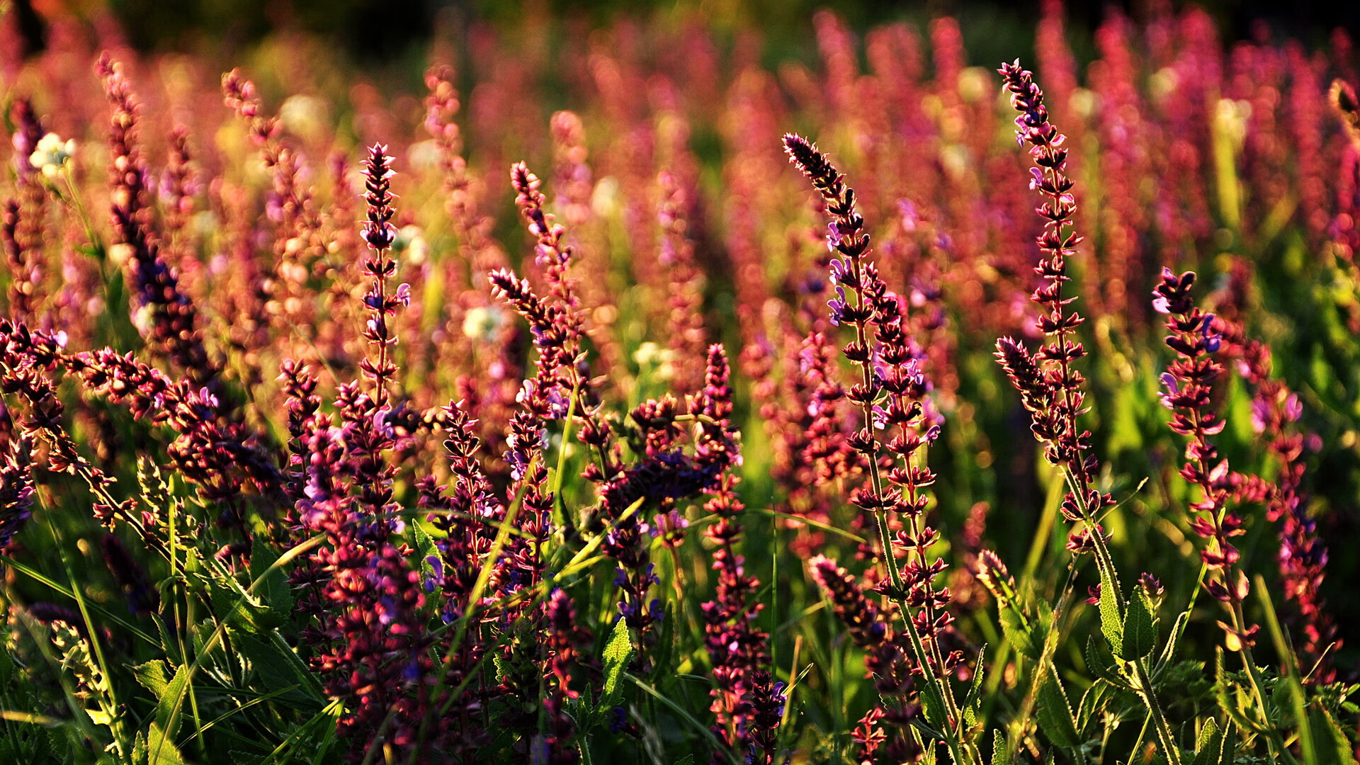 铁血蓝桥的叹息，AC米兰战术压制切尔西，托尼成为关键先生